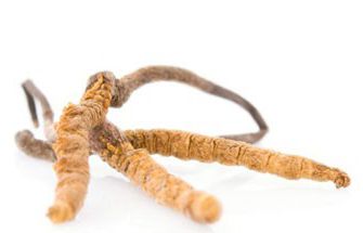 Cordyceps